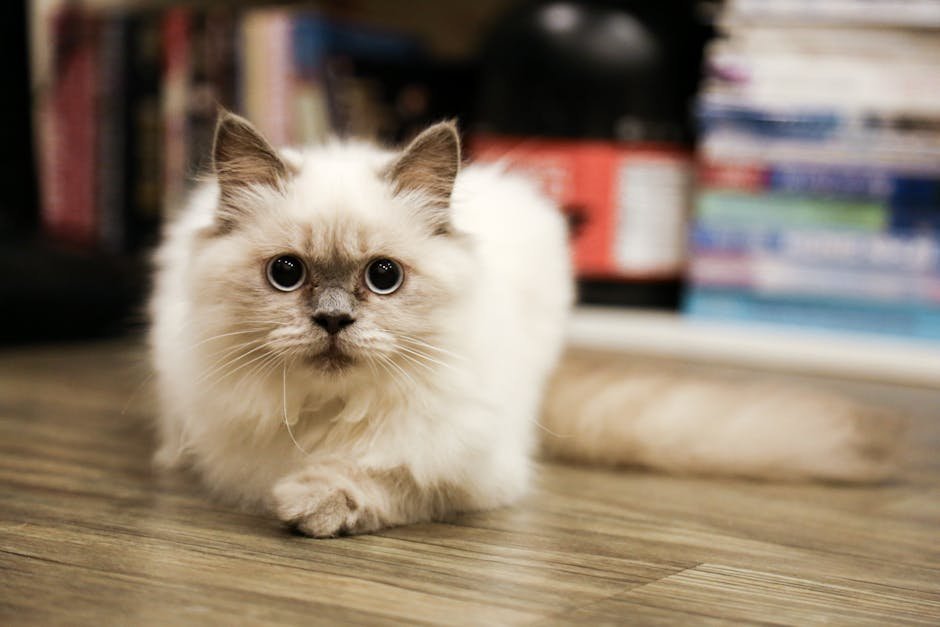 Birman: The Sacred Cat of Burma (image credits: pexels)