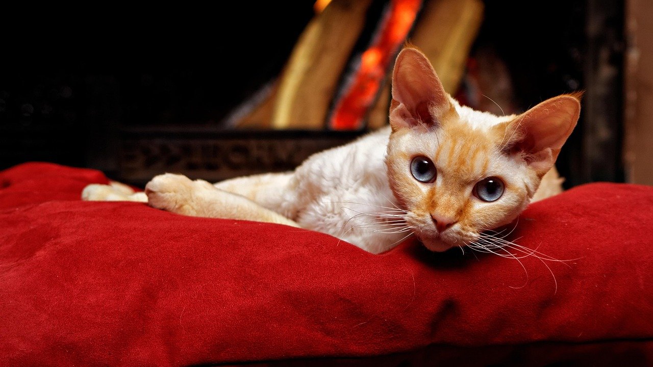 Devon Rex: The Pixie-Like Charmer (image credits: pixabay)