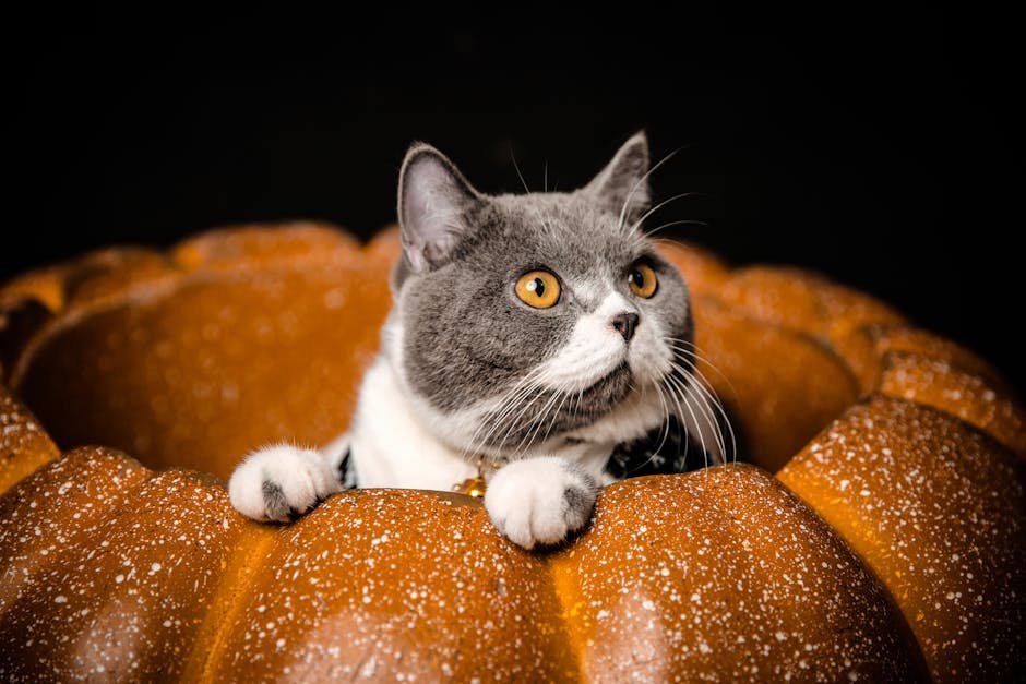 Pumpkin: A Digestive Aid (image credits: pexels)