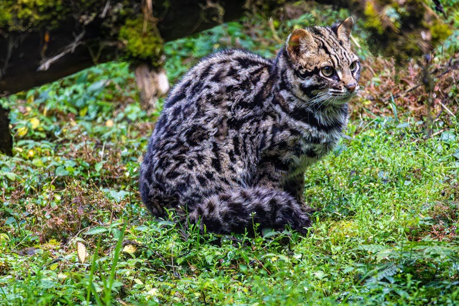 5. Rusty-Spotted Cat (image credits: pexels)
