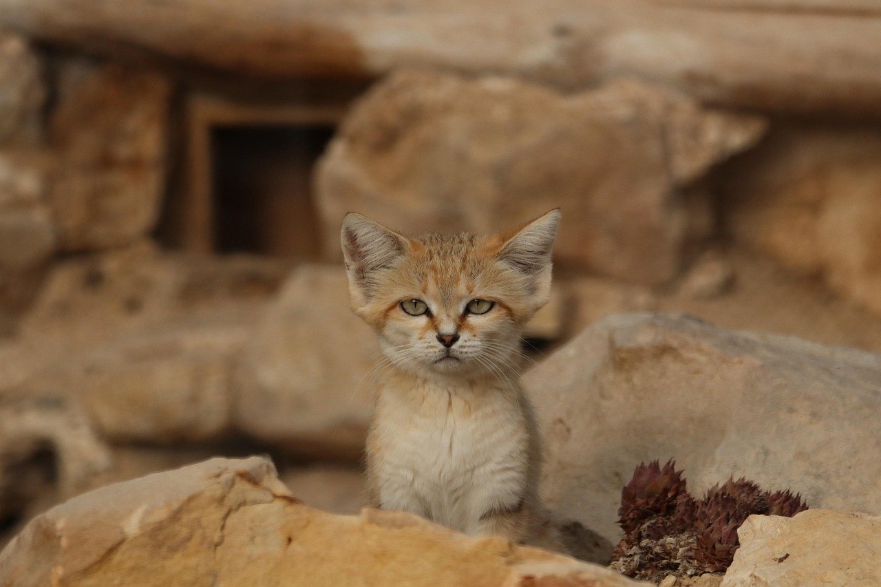 12. Sand Cat (image credits: pixabay)