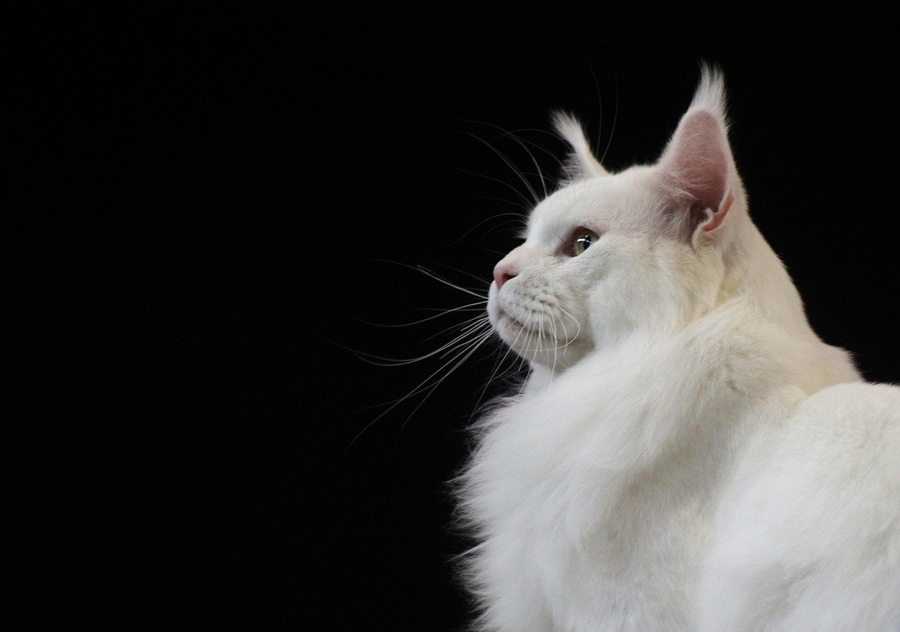Maine Coon: The Gentle Giant with Piercing Eyes (image credits: pixabay)