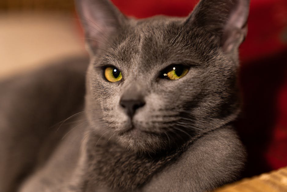 Russian Blue: The Emerald-Eyed Elegance (image credits: pexels)