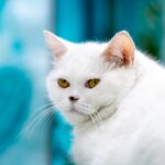 Expressive Eyes