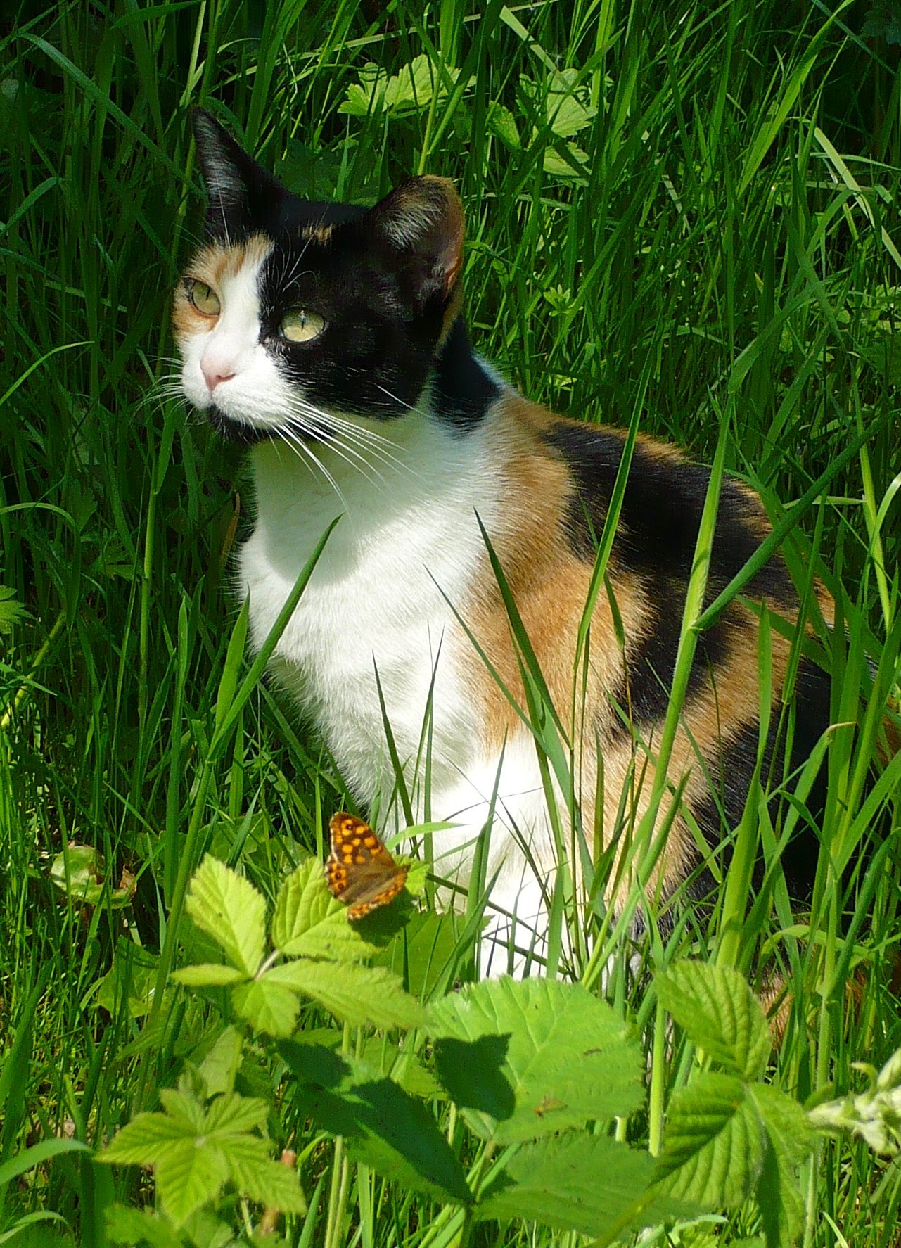 Cats as Comfort Providers (image credits: wikimedia)