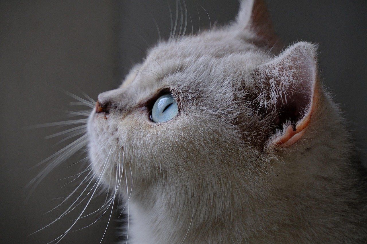 Practical Applications of Feline Detection (image credits: pixabay)