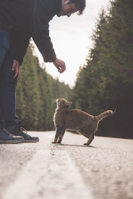 Enhancing the Human-Cat Bond (image credits: pexels)