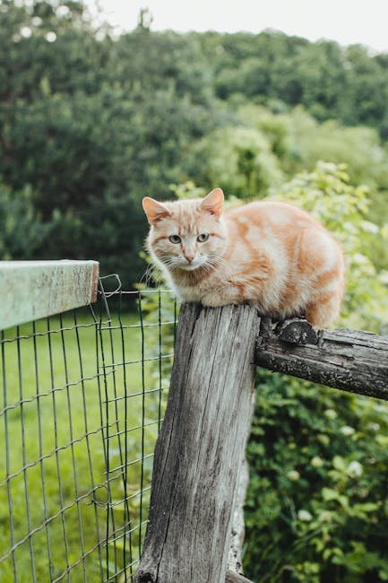 Abyssinian: The Energetic Explorer (image credits: pexels)