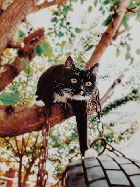 Creating a Multi-Cat Playground (image credits: pexels)