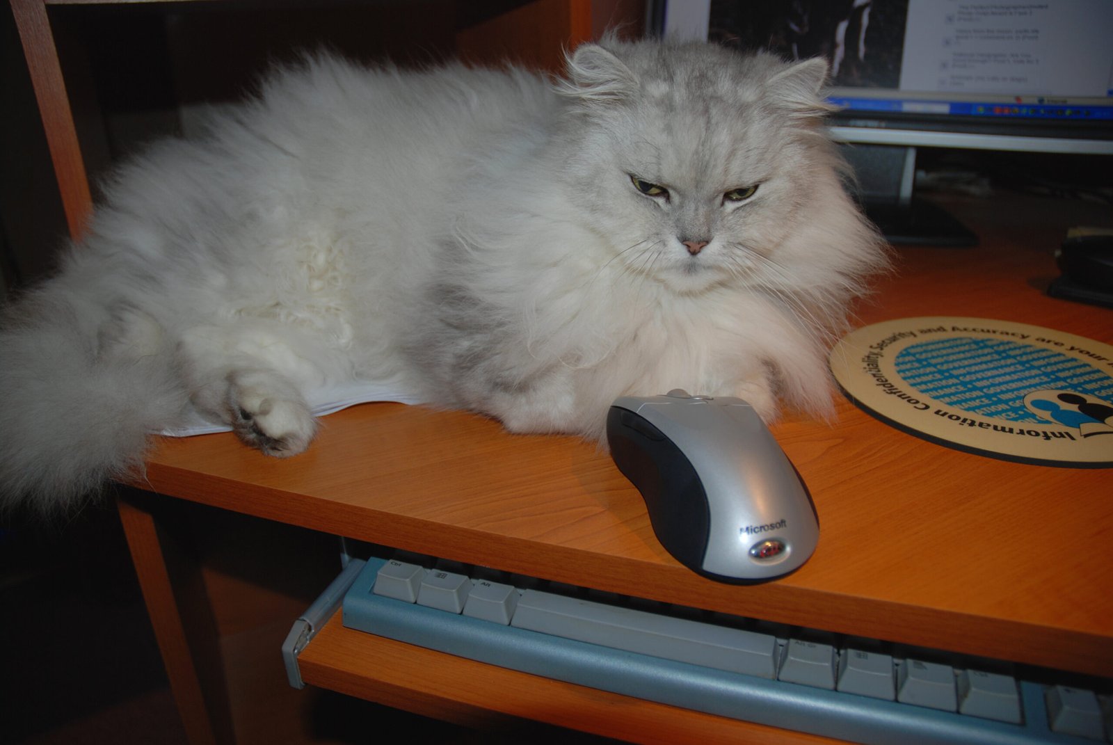 Monitoring Your Cat's Behavior (image credits: wikimedia)