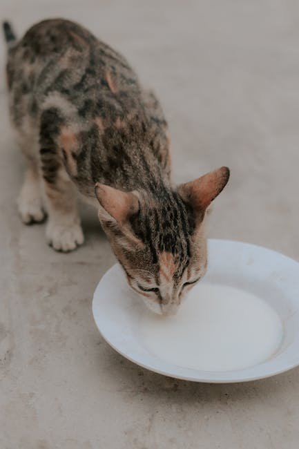 Location of Water Bowl (image credits: pexels)
