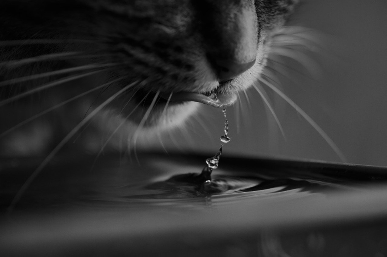 Enhancing the Bond (image credits: pixabay)