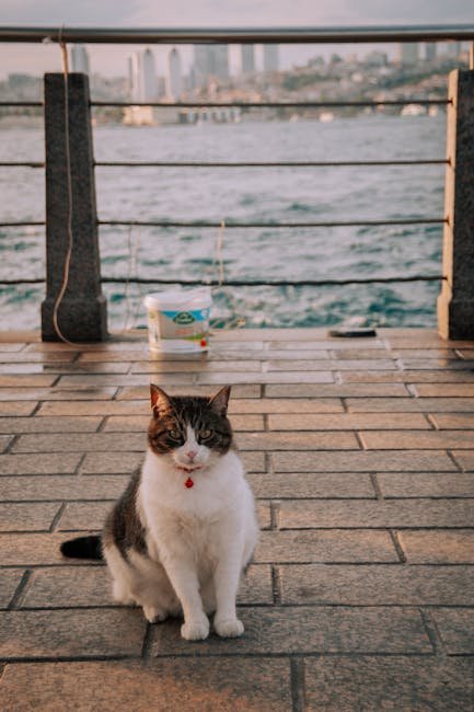 Conclusion (image credits: pexels)