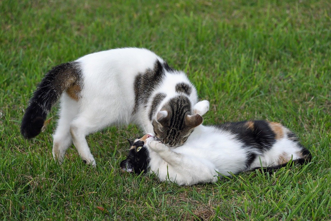 Financial Implications of a Second Cat (image credits: pixabay)