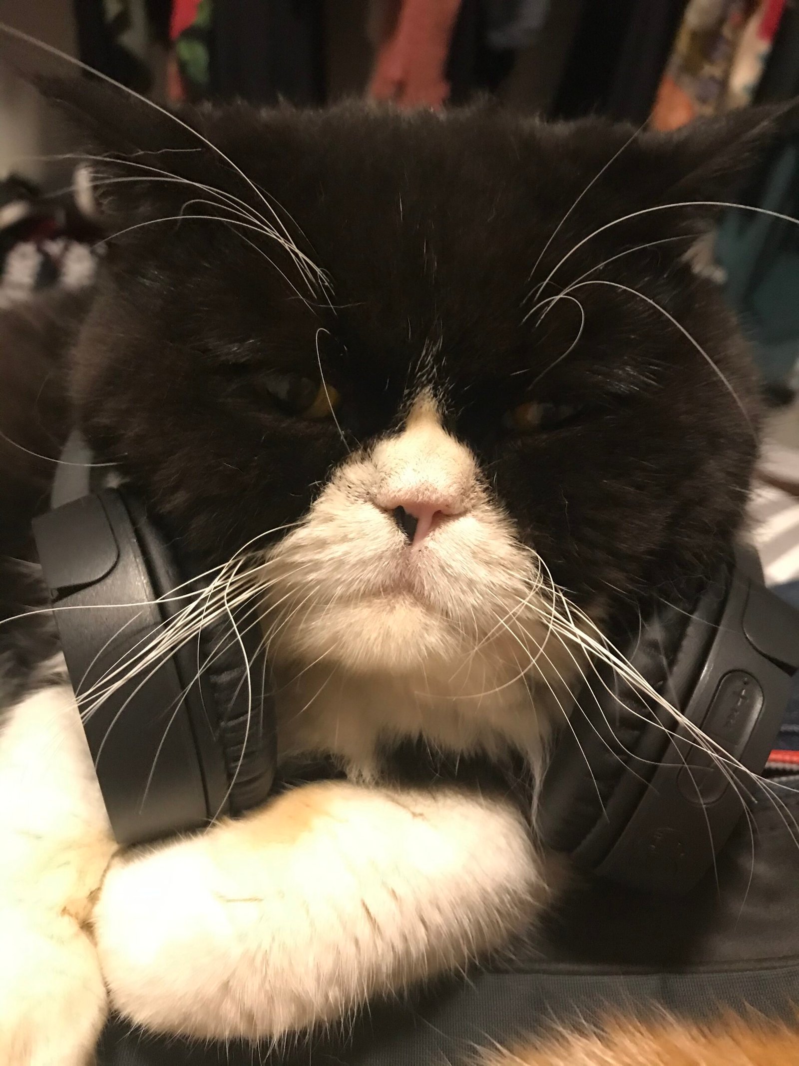 Do Cats Really Enjoy Music? (image credits: wikimedia)