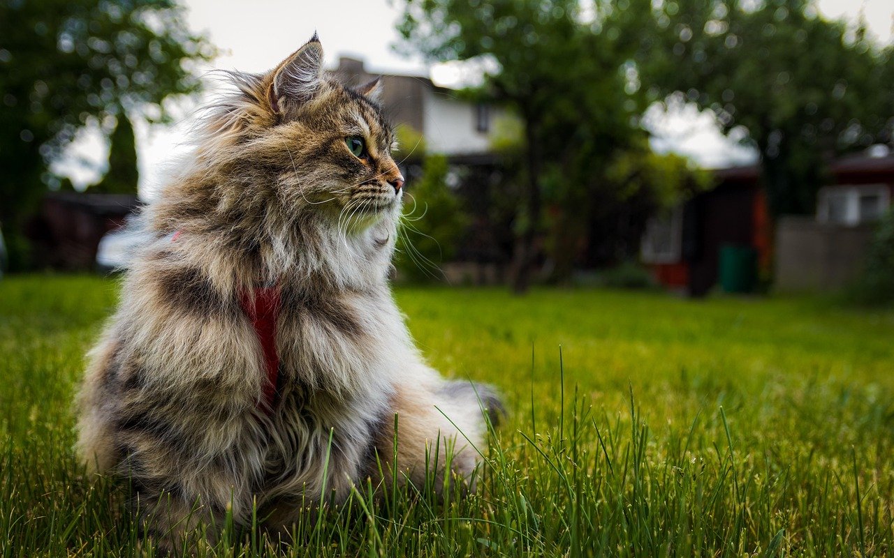 Siberian: The Adventurous Spirit (image credits: pixabay)