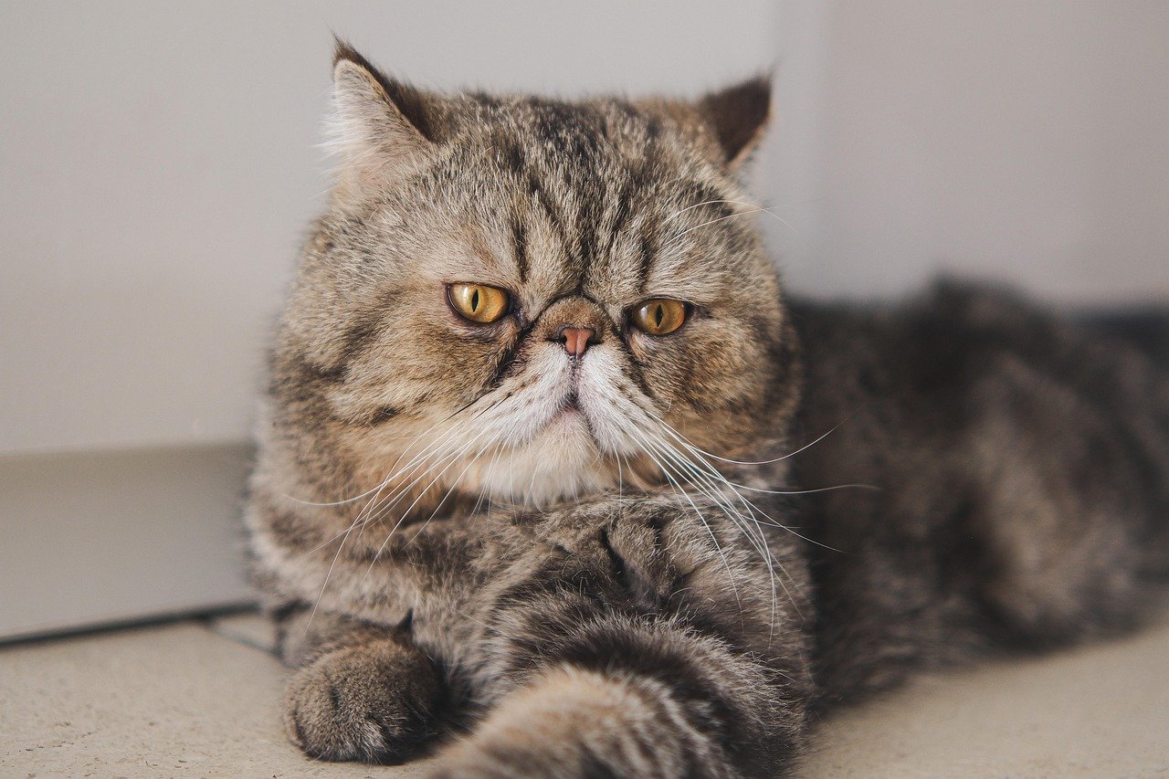 Exotic Shorthair: The Easygoing Companion (image credits: pixabay)