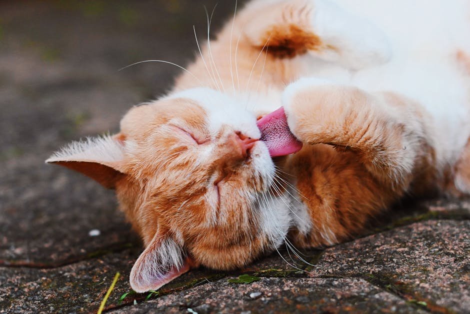 Happy Cats and Their Grooming Patterns (image credits: pexels)