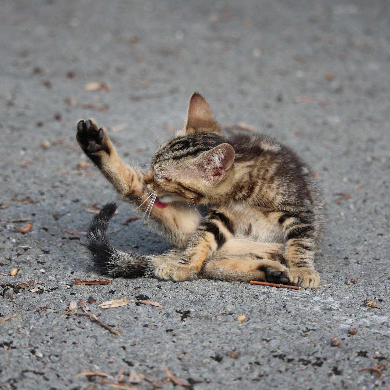 Grooming and the Bond Between Cats and Humans (image credits: pixabay)