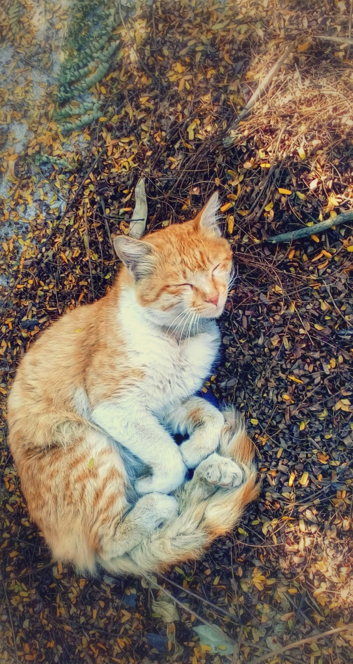 Maintain a Calm Environment (image credits: wikimedia)