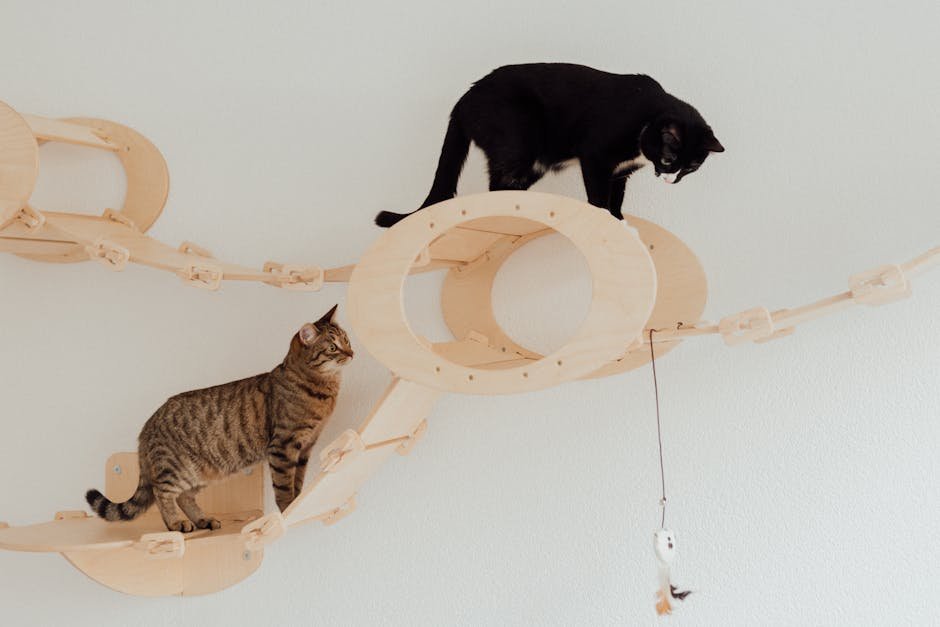 Keep Your Cat Secure (image credits: pexels)