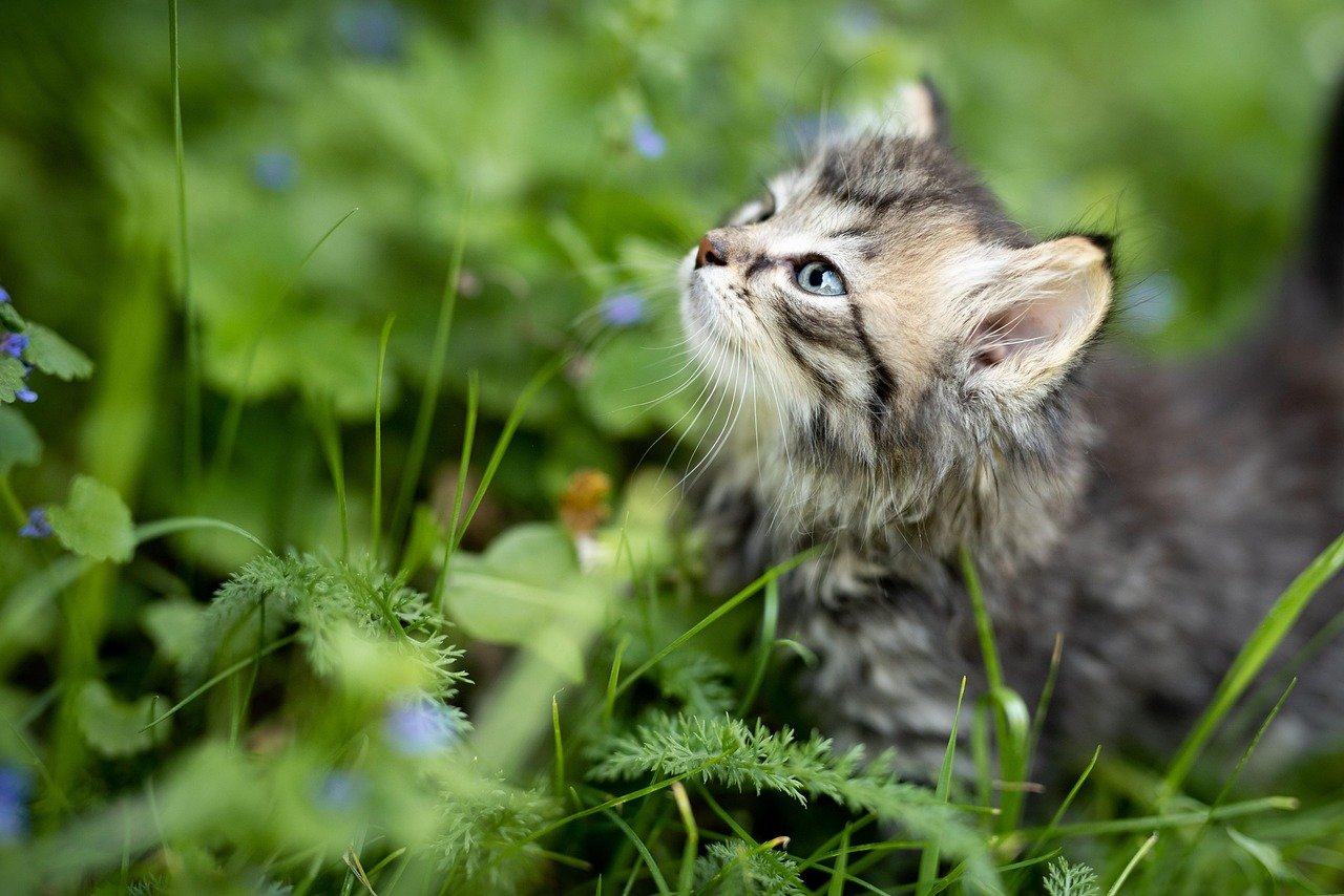 Kittenhood Socialization: Early Lessons in Affection (image credits: pixabay)