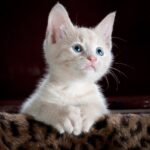 5 Ways to Make Car Rides Less Stressful for Your Cat