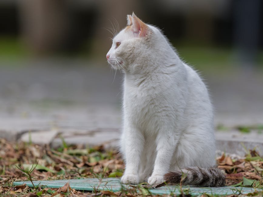 Singapura Cat (image credits: pexels)