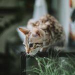 Grooming Habits Based