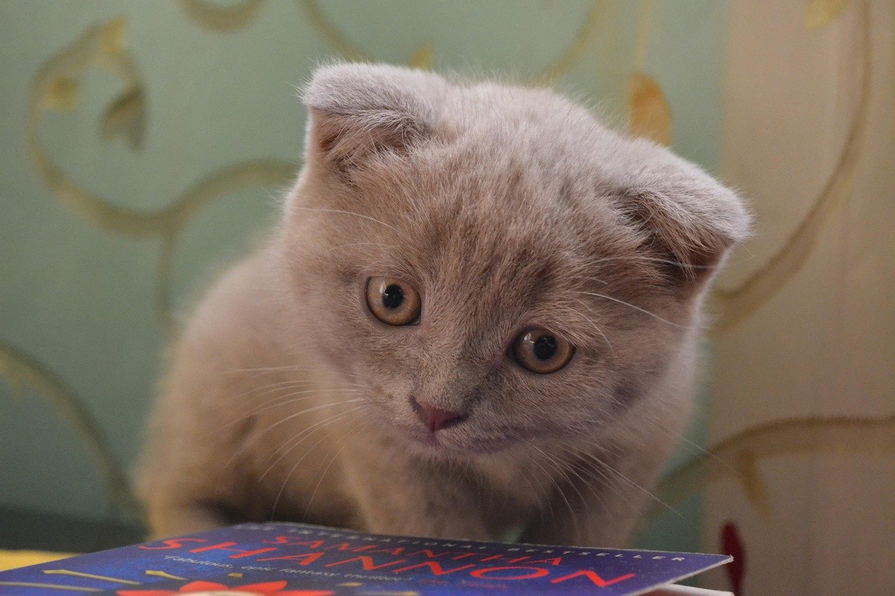 5. The Scottish Fold-American Shorthair Combo: A Whimsical Delight (image credits: pixabay)