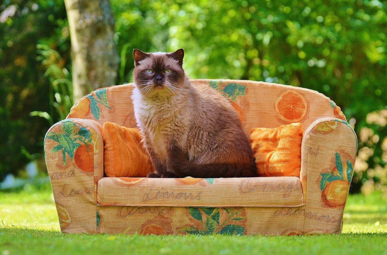 7. The British Shorthair-Russian Blue Mix: A Plush Companion (image credits: pixabay)