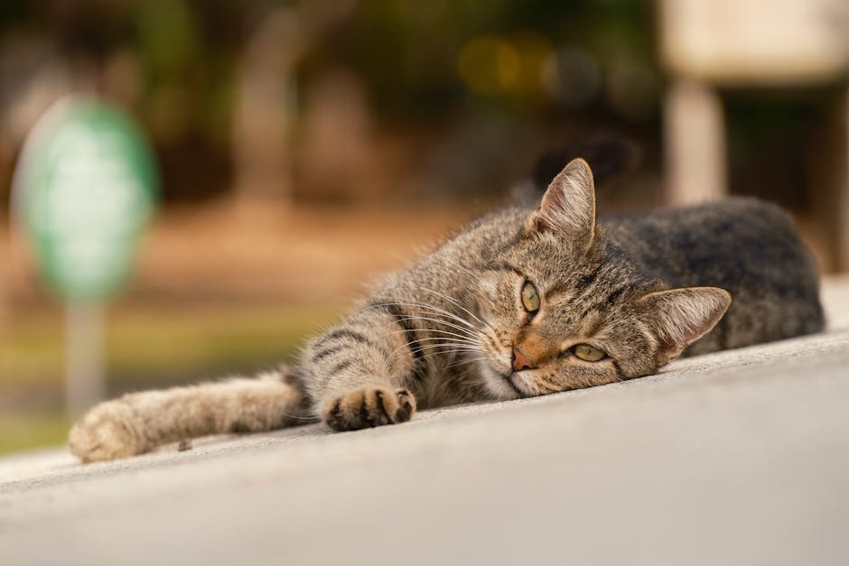 The Slow Blink of Love (image credits: pexels)