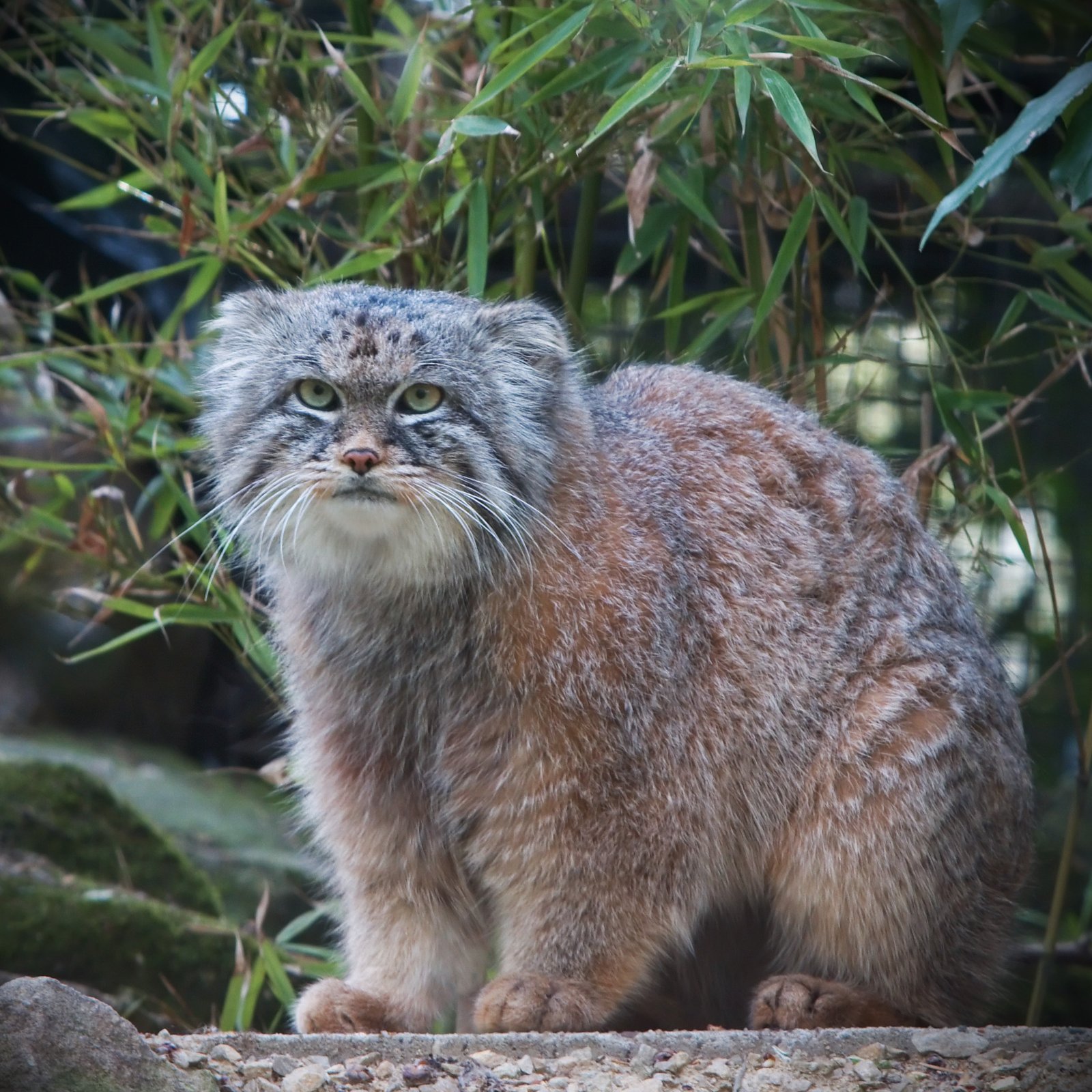 8. The Pallas's Cat: A Hardy Survivor of the Steppes (image credits: wikimedia)