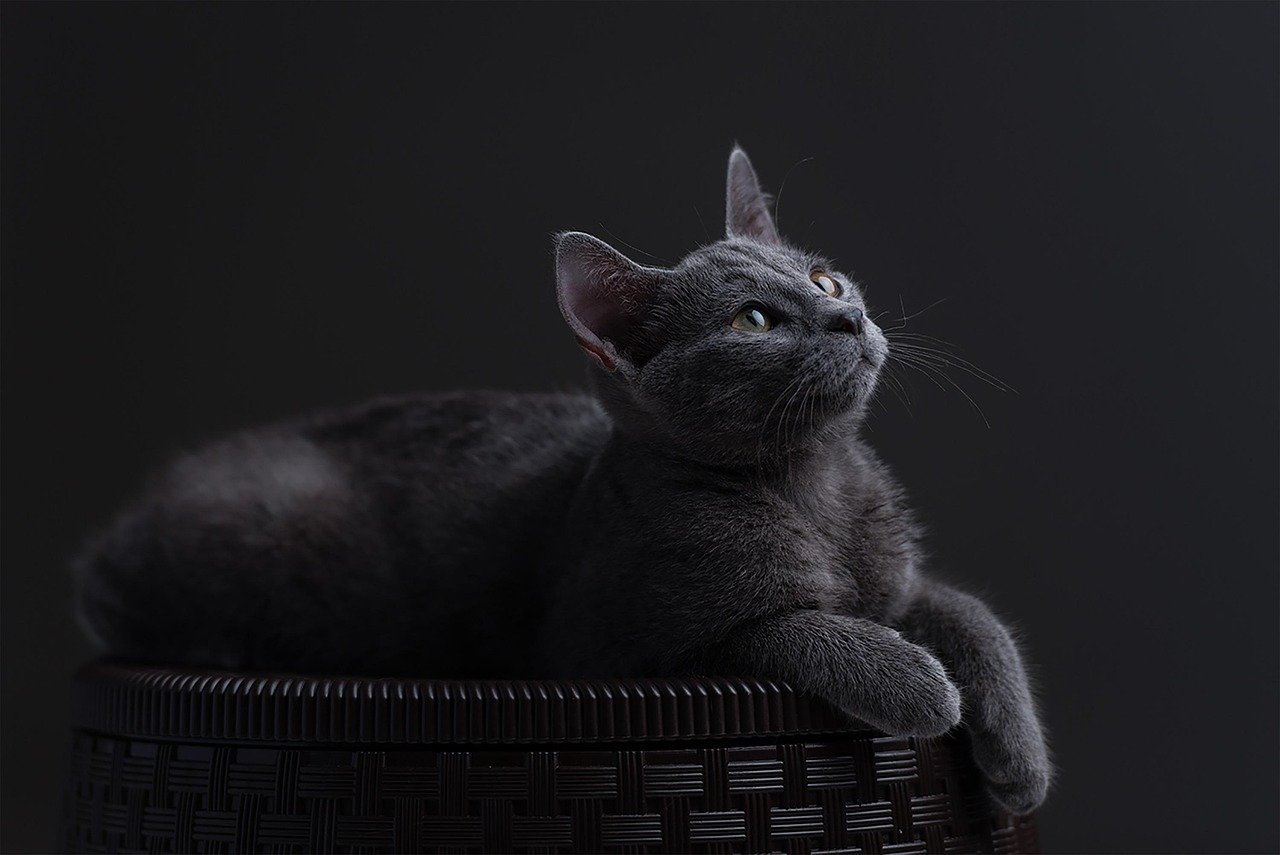 Russian Blue: The Reserved Observer (image credits: pixabay)