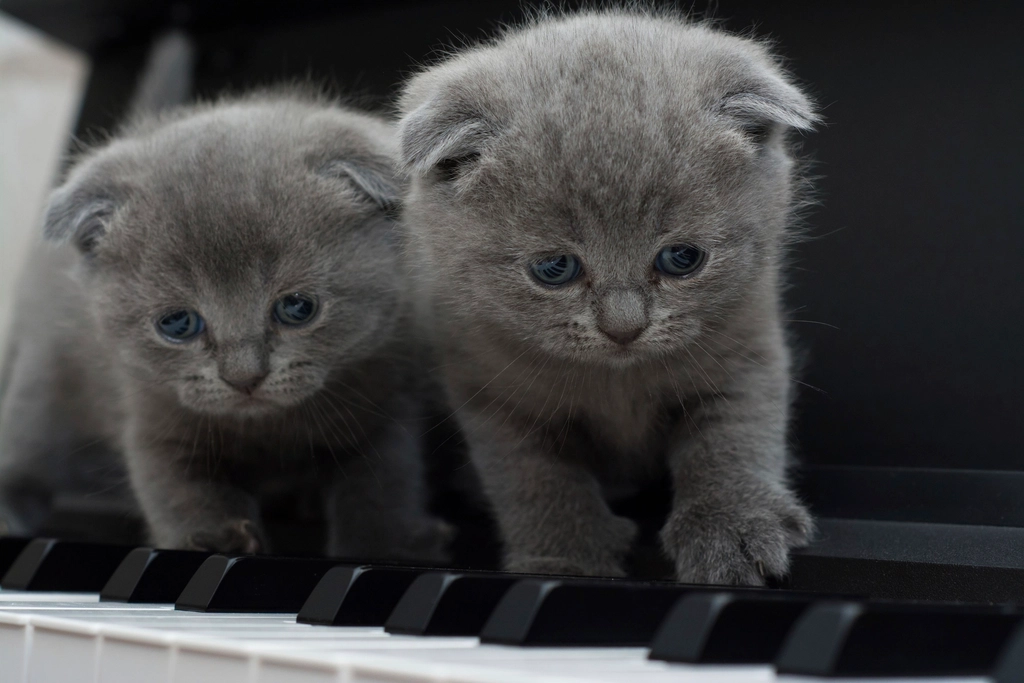 Music for Cats: Soothing Sounds (image credits: rawpixel)