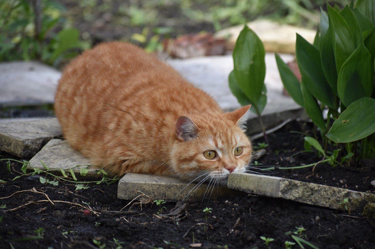 Hide and Seek: A Classic Game (image credits: pixabay)