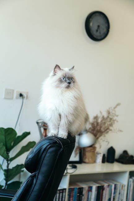 Cat Furniture: A Kingdom of Their Own (image credits: pexels)