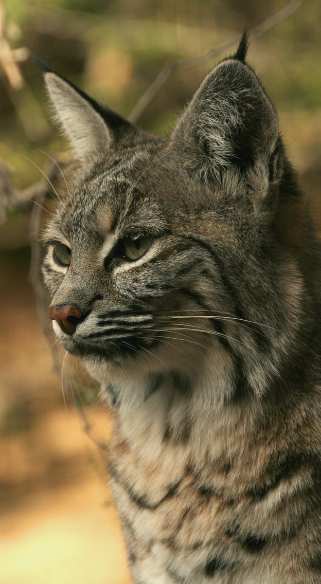 Native American Legends and the Bobcat (image credits: wikimedia)
