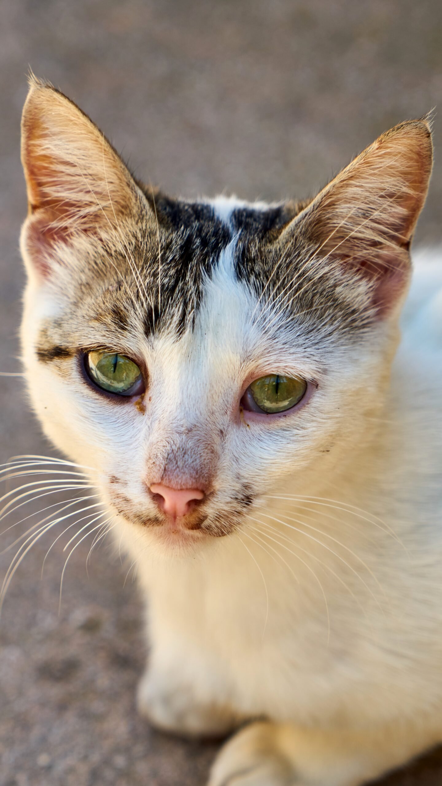 The Role of Cats in Medieval European Myths (image credits: wikimedia)