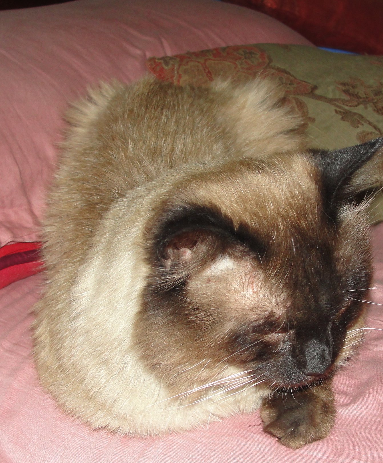 Himalayan: Avoiding the Wet Stuff (image credits: wikimedia)