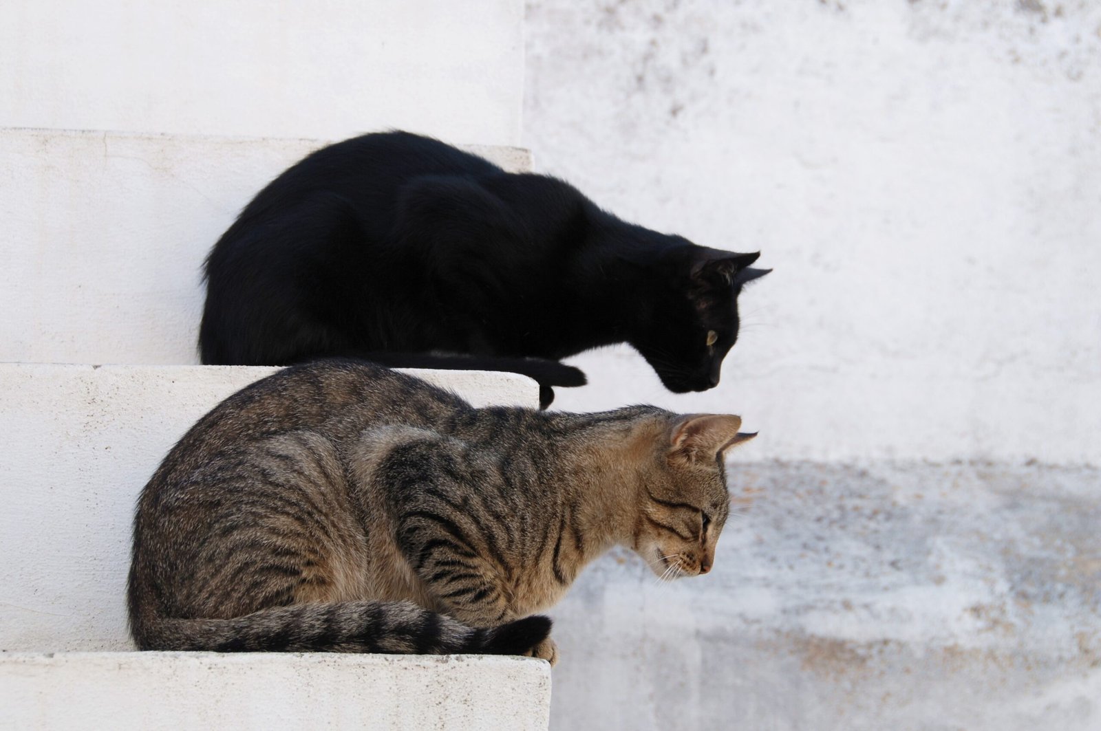 Spreading Through Trade: Cats on the Move (image credits: wikimedia)