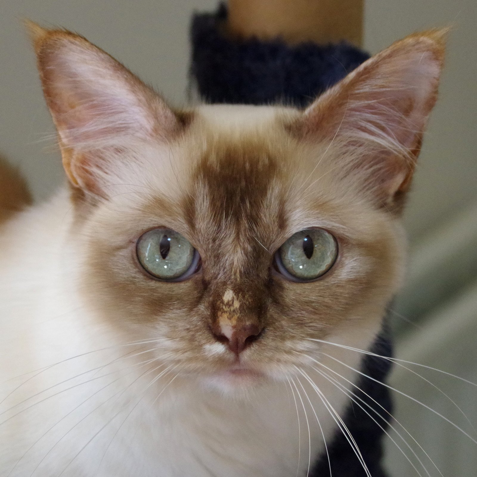 Cats in Asia: Cultural Significance and Symbolism (image credits: wikimedia)