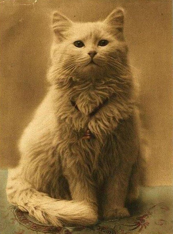 Victorian Era: The Birth of Cat Fancy (image credits: wikimedia)
