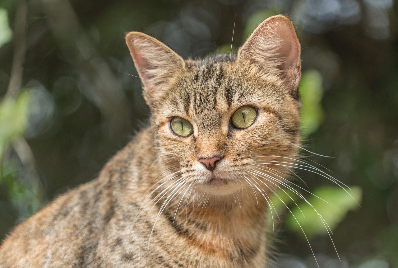 Feral Cats: The Wild Side of Domesticity (image credits: pixabay)
