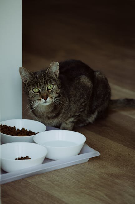 Health and Nutrition: Caring for Our Feline Friends (image credits: pexels)