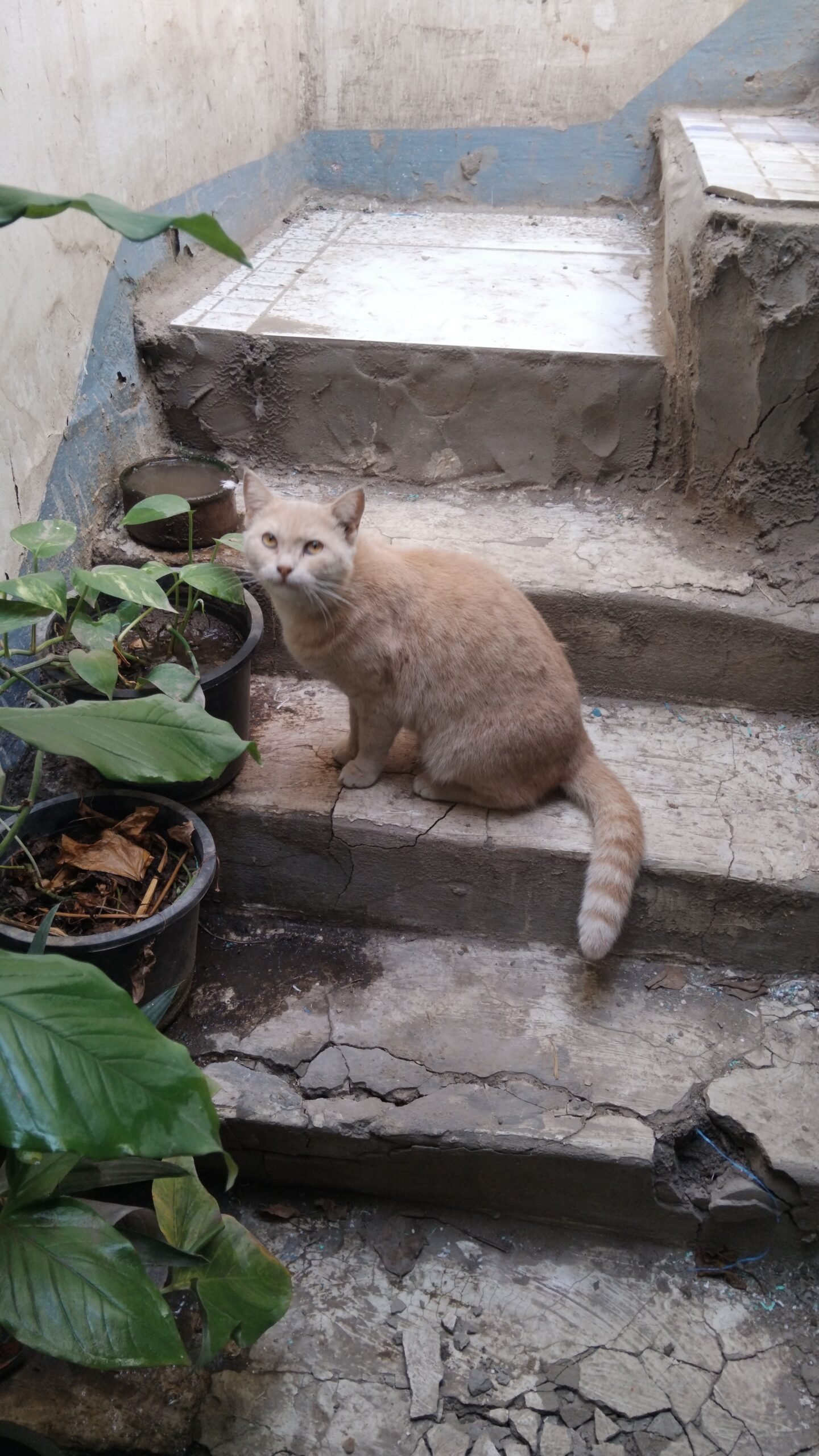 Cat Myths and Legends: Tales of the Enigmatic Feline (image credits: wikimedia)