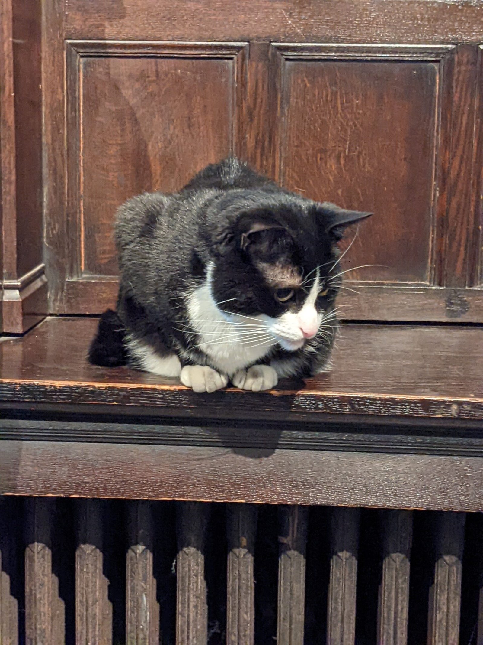 The Enduring Bond: Humans and Cats (image credits: wikimedia)