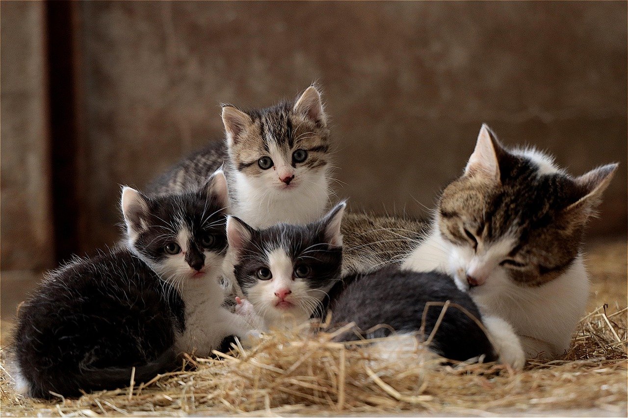 Adjusting to Household Dynamics (image credits: pixabay)