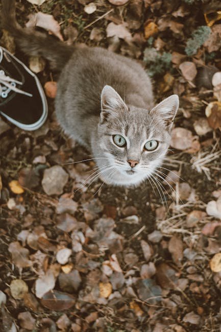 Responding to Seasonal Changes (image credits: pexels)