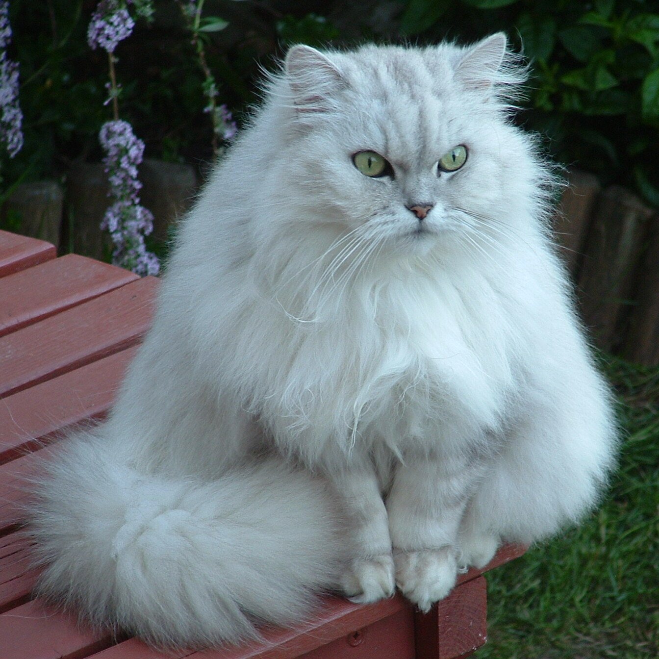Obesity (image credits: wikimedia)